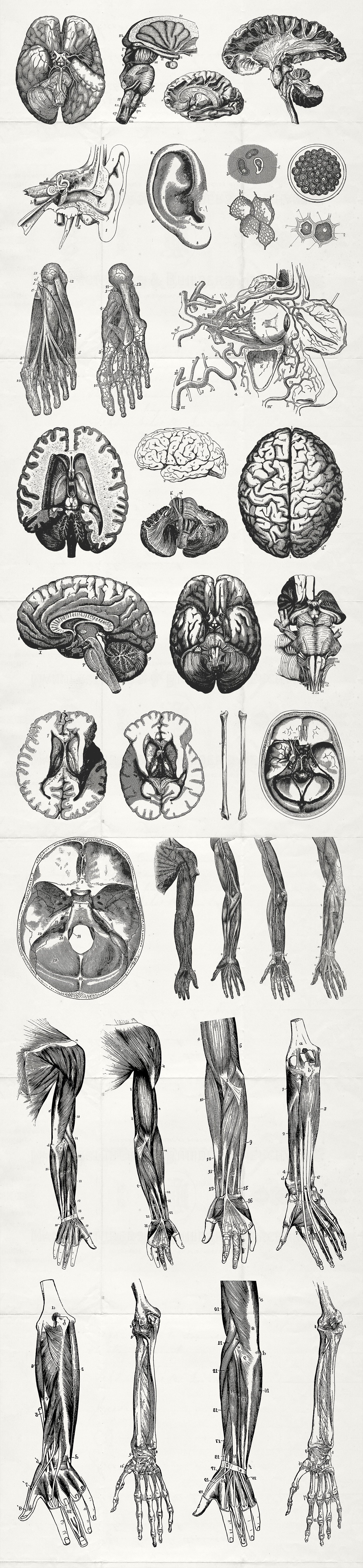 76 Vintage Anatomy Illustrations Tom Chalky