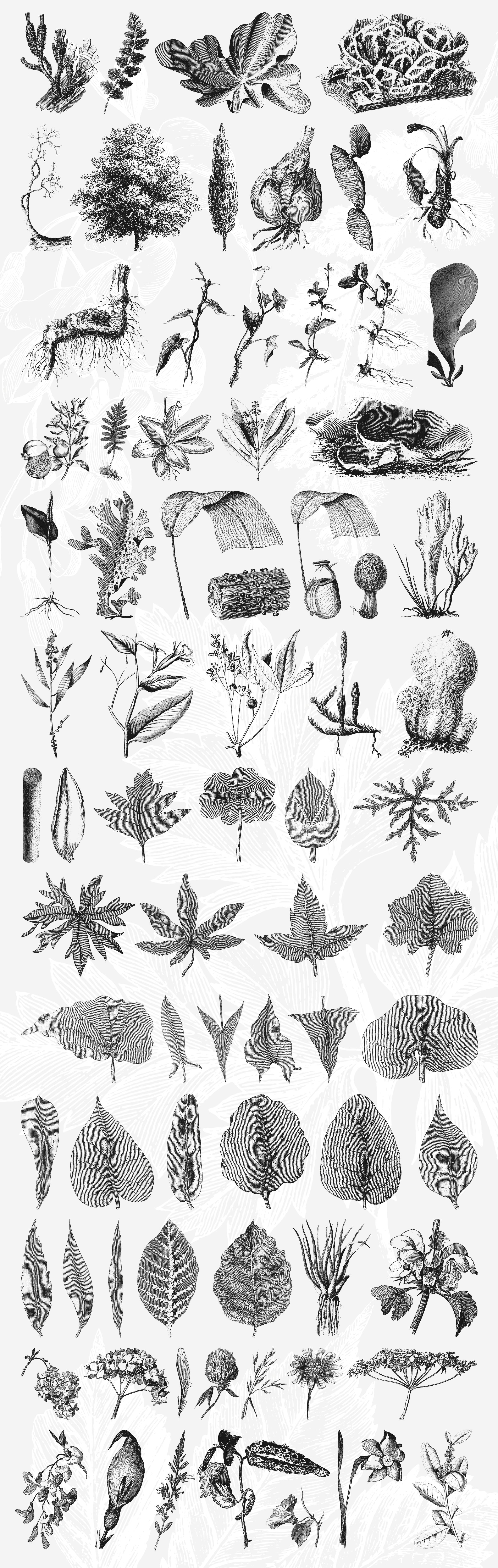 Botanical Illustrations Kit 2 Small 2
