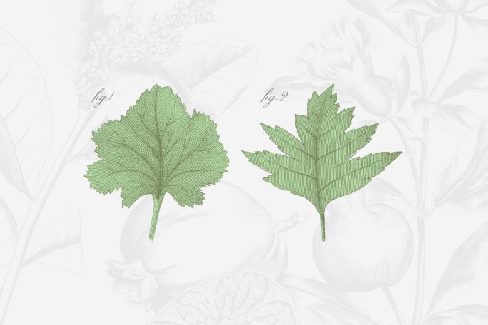 147 Botanical Illustrations Pack Tom Chalky