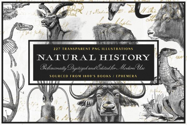 227 Natural History PNG Illustrations